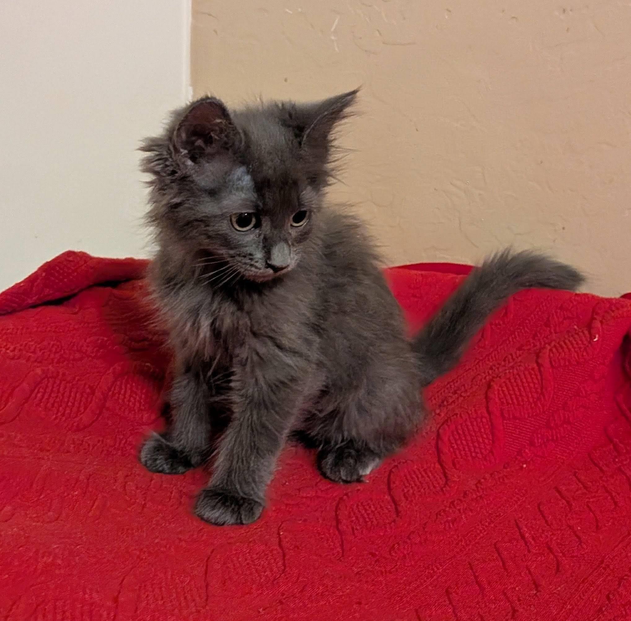 Hazelnut, an adopted Domestic Medium Hair in Queen Creek, AZ image 2/4
