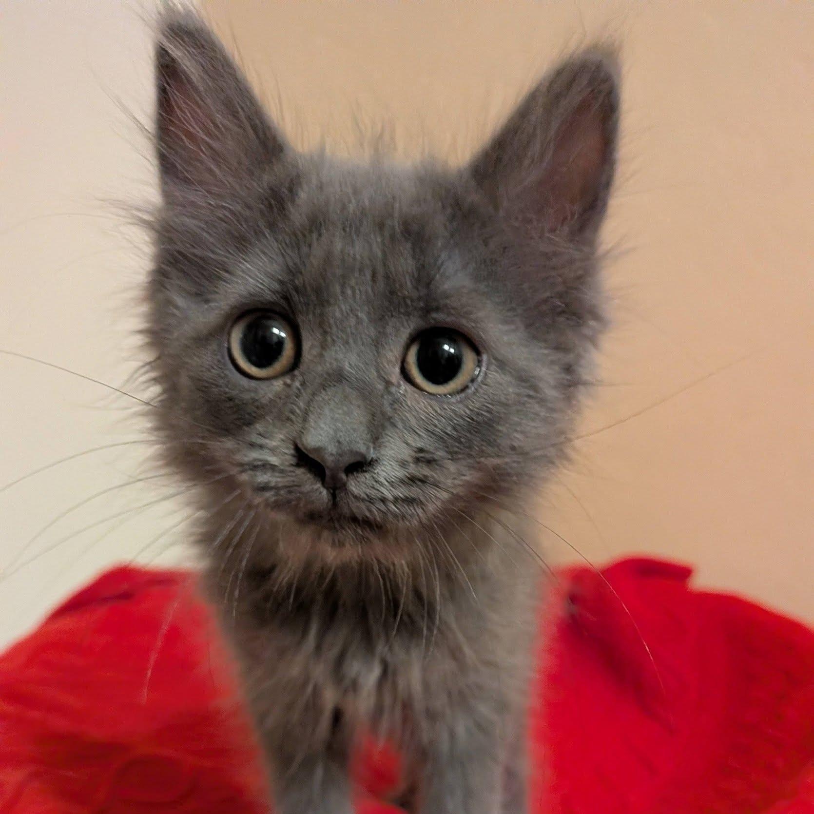 Hazelnut, an adopted Domestic Medium Hair in Queen Creek, AZ image 1/4