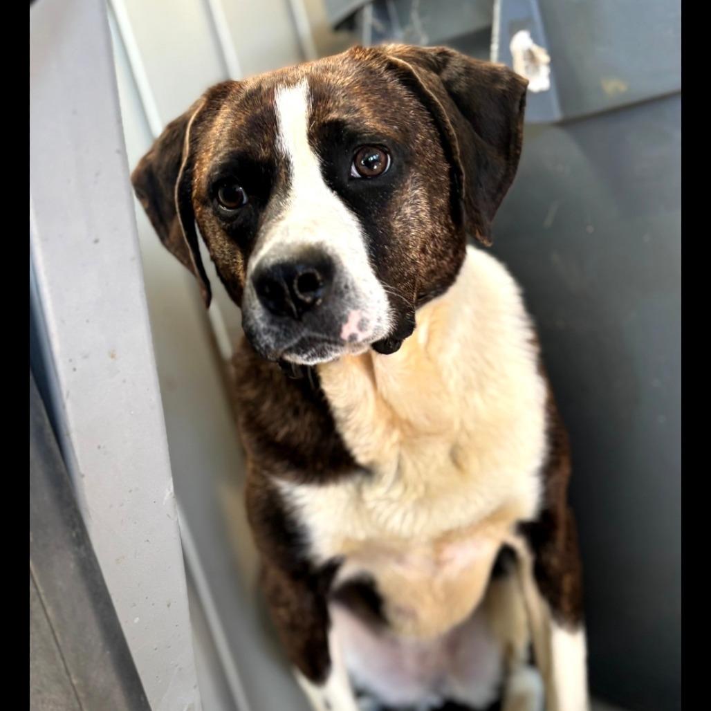 Beck, Adoptable, Adult Female Pit Bull Terrier.