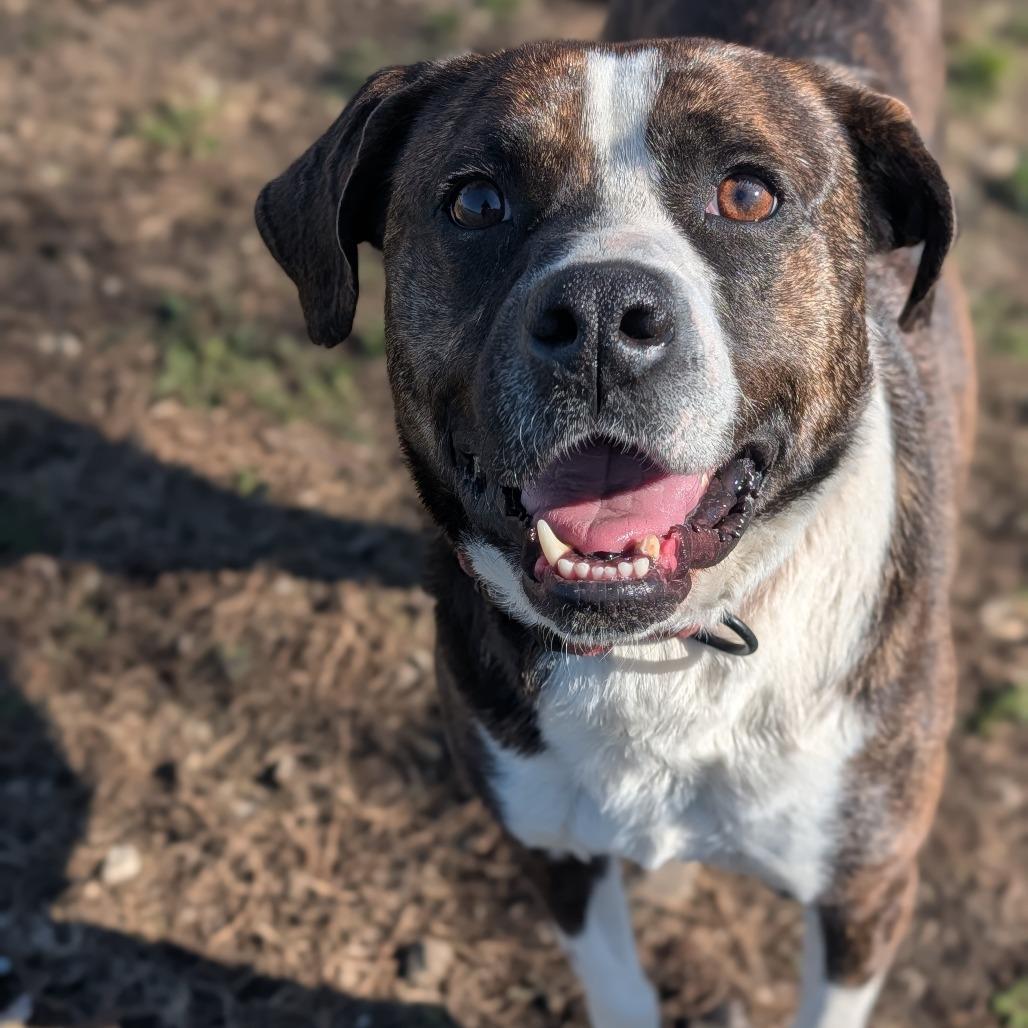 Enlarge Beck, a Adoptable Pit Bull Terrier in Jasper, IN image 2/6
