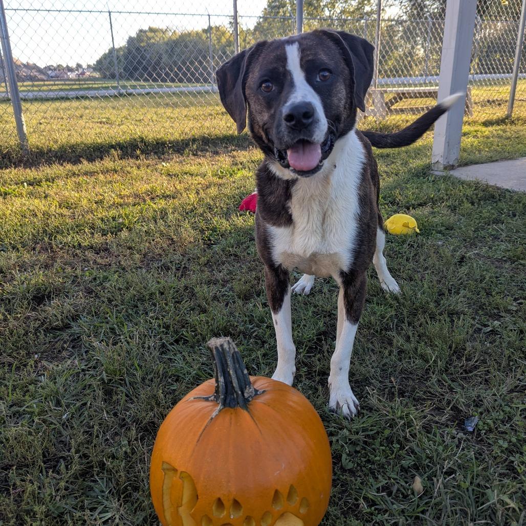 Enlarge Beck, a Adoptable Pit Bull Terrier in Jasper, IN image 2/6