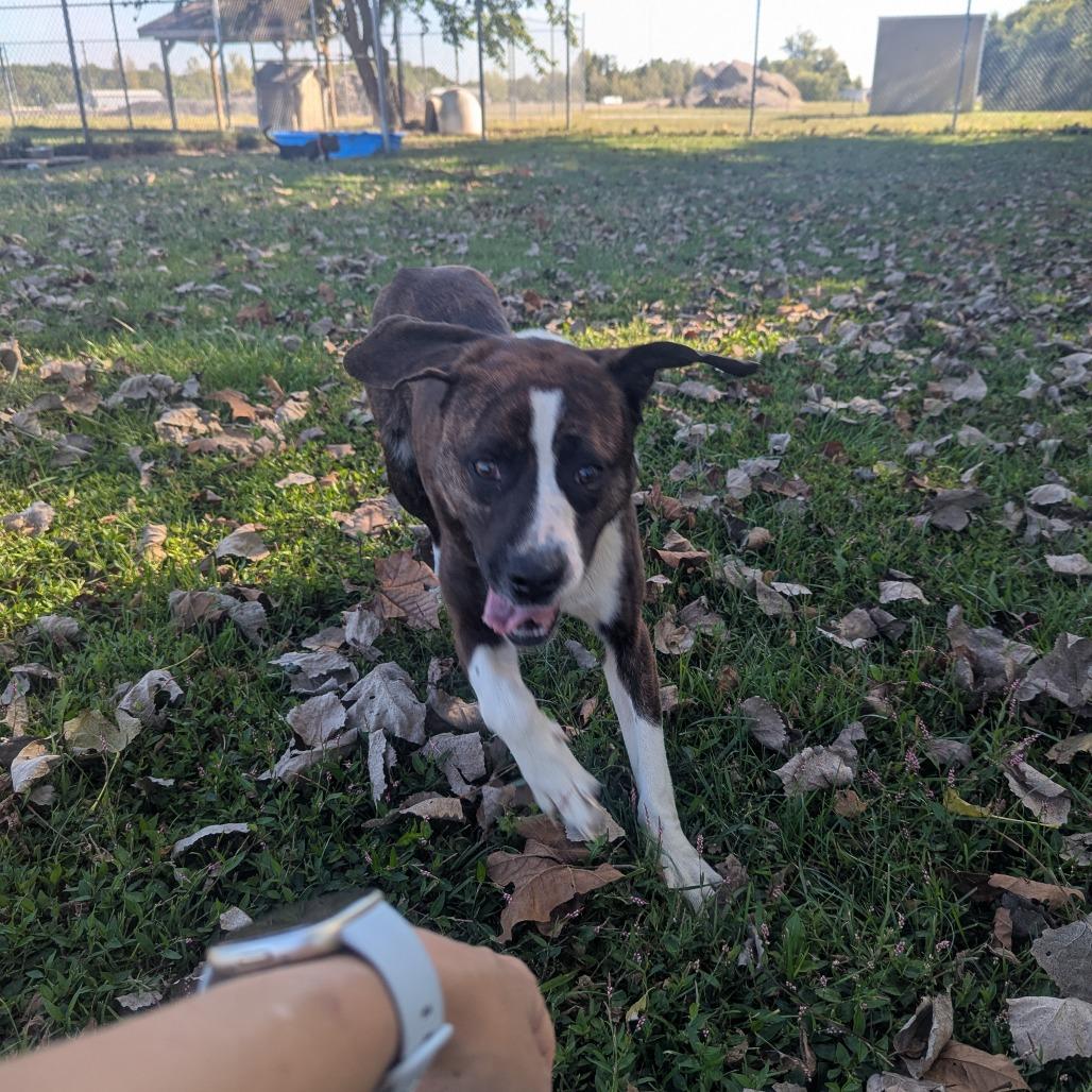 Enlarge Beck, a Adoptable Pit Bull Terrier in Jasper, IN image 4/6
