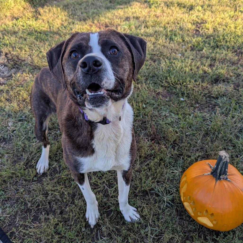 Enlarge Beck, a Adoptable Pit Bull Terrier in Jasper, IN image 3/6