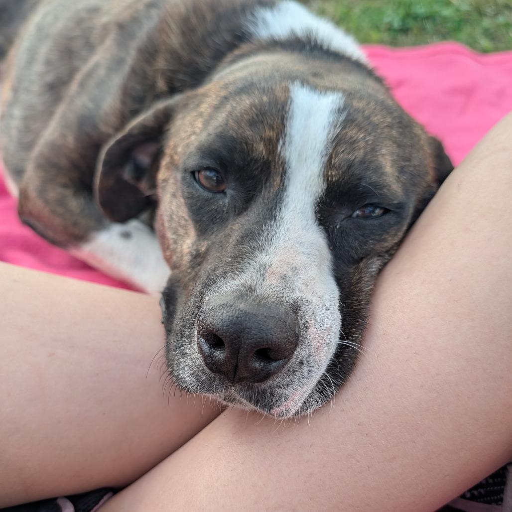 Enlarge Beck, a Adoptable Pit Bull Terrier in Jasper, IN image 6/6