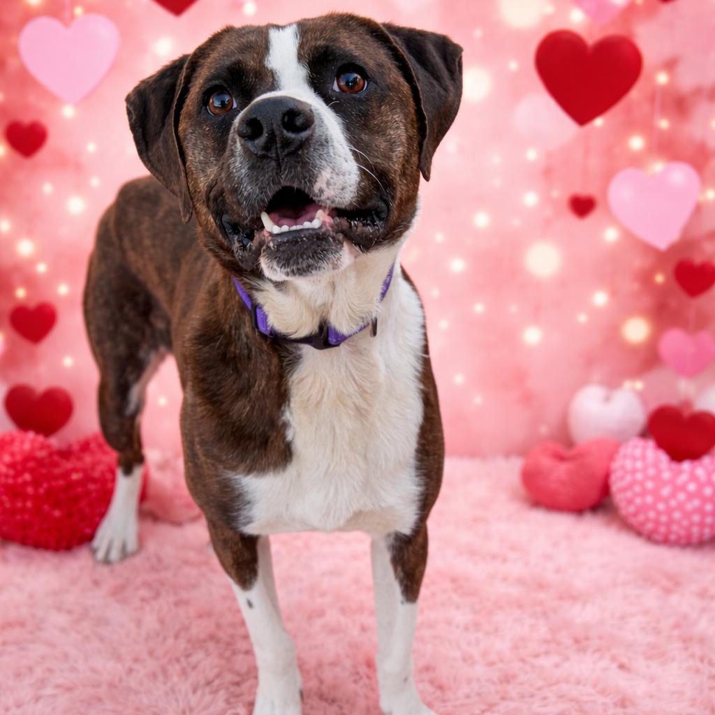 Beck, a Adoptable Pit Bull Terrier in Jasper, IN image 6/6