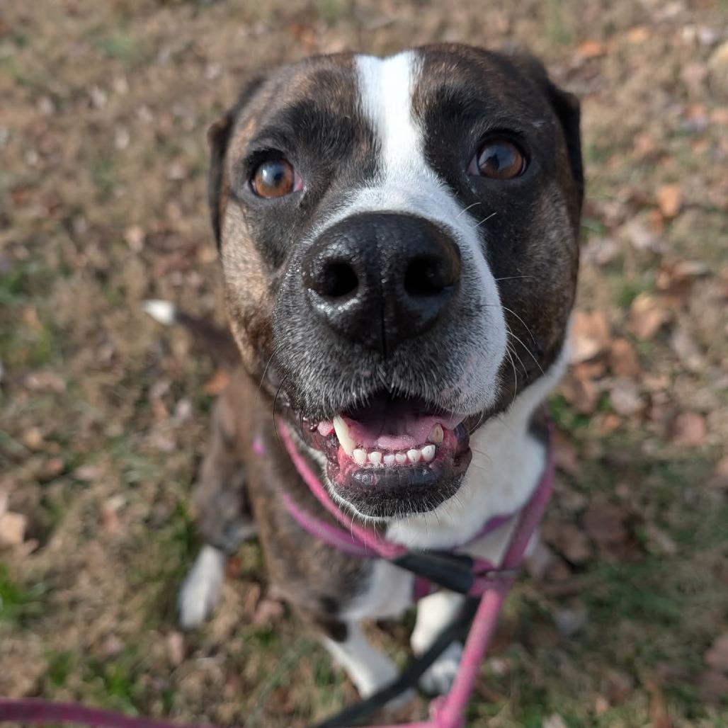 Enlarge Beck, a Adoptable Pit Bull Terrier in Jasper, IN image 6/6