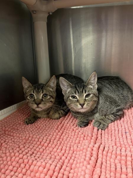 Moo Moo (with BA Conversation), Adoptable, Kitten Male Domestic Short Hair.