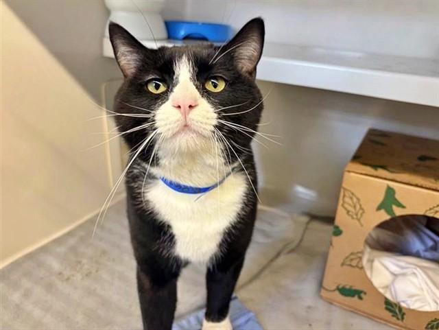 BOATY, Adoptable, Young Male Domestic Short Hair.