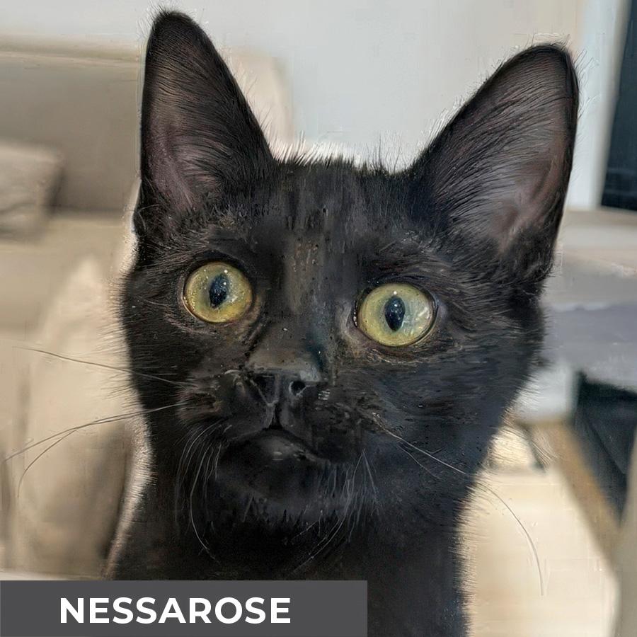 Nessarose, ADOPTABLE, Kitten Female Domestic Short Hair.