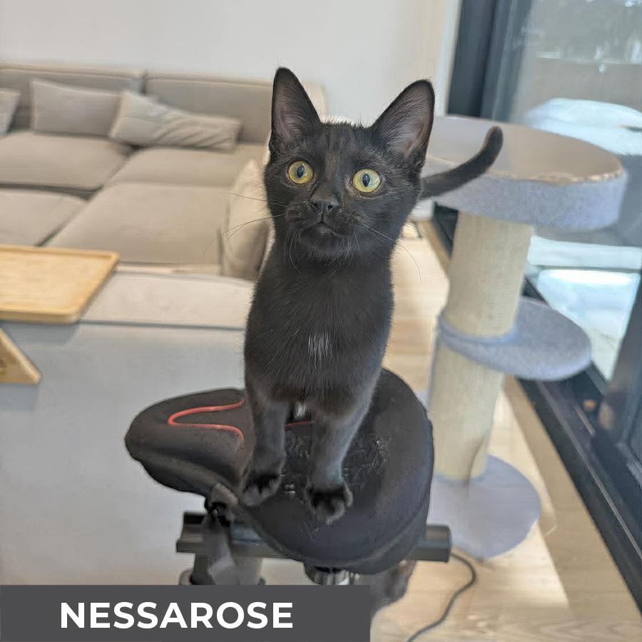Enlarge Nessarose, a ADOPTABLE Domestic Short Hair in Etobicoke, ON image 2/3