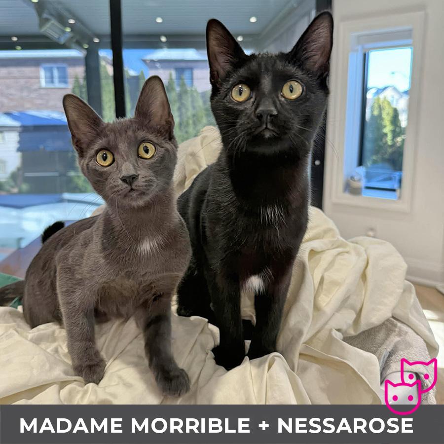 Enlarge Nessarose (bonded with Madame Morrible), a ADOPTABLE Domestic Short Hair in Etobicoke, ON image 5/5