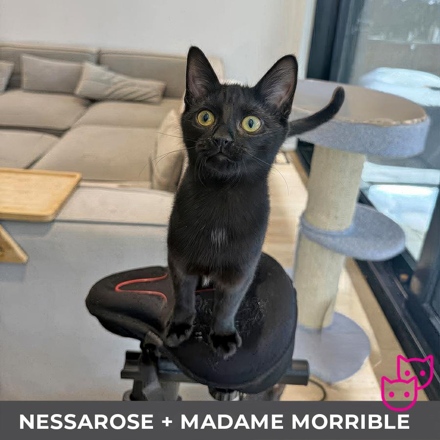 Enlarge Nessarose (bonded with Madame Morrible), a ADOPTABLE Domestic Short Hair in Etobicoke, ON image 3/5