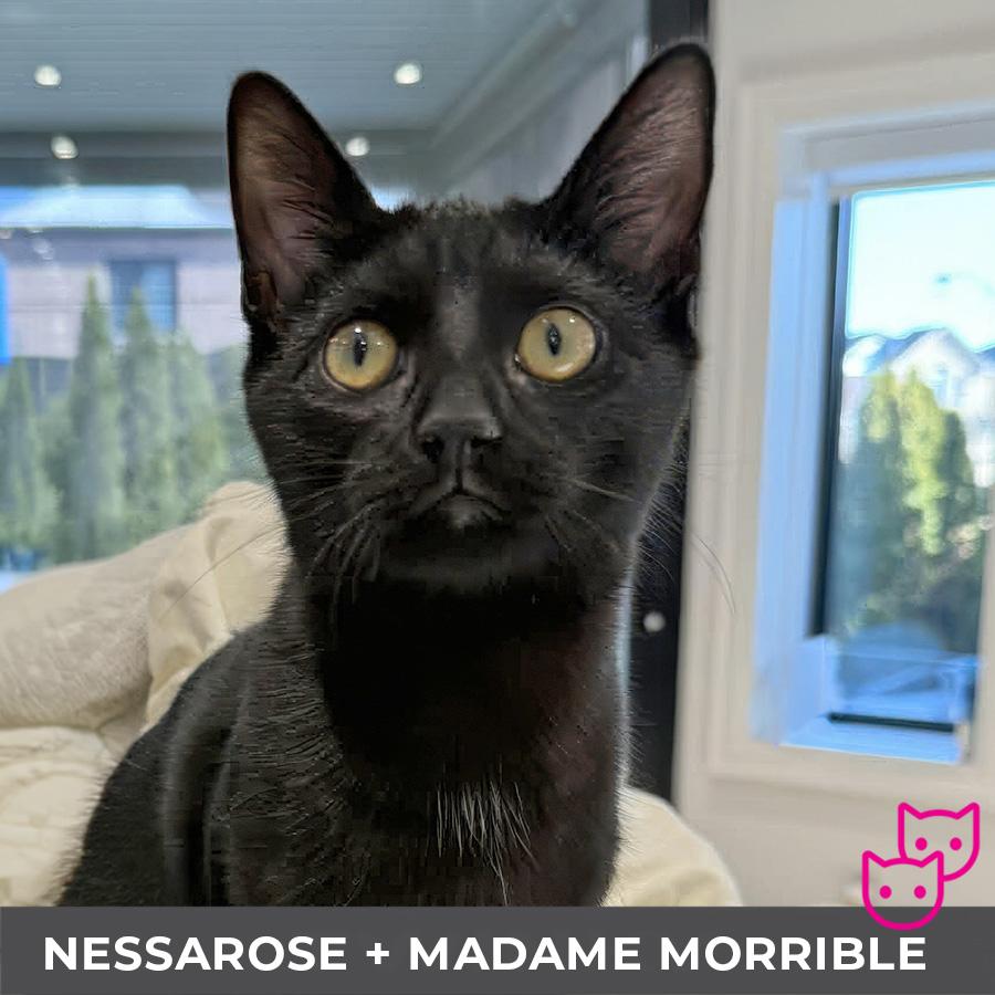 Nessarose (bonded with Madame Morrible), ADOPTABLE, Kitten Female Domestic Short Hair.
