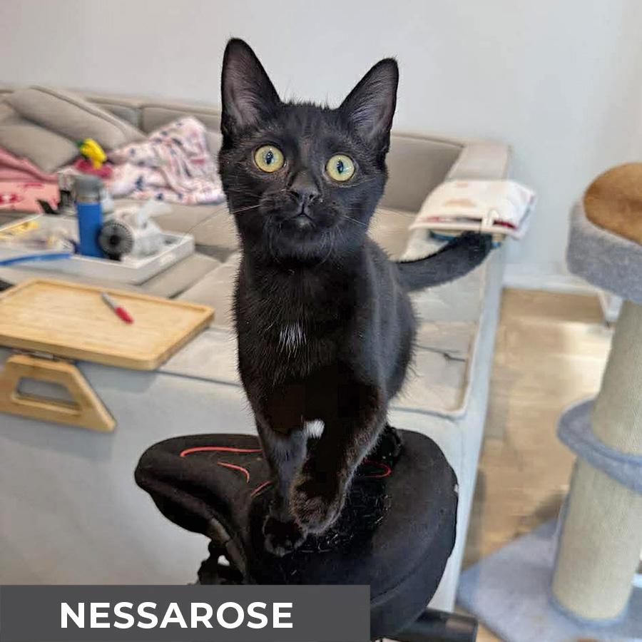 Enlarge Nessarose, a ADOPTABLE Domestic Short Hair in Etobicoke, ON image 3/3