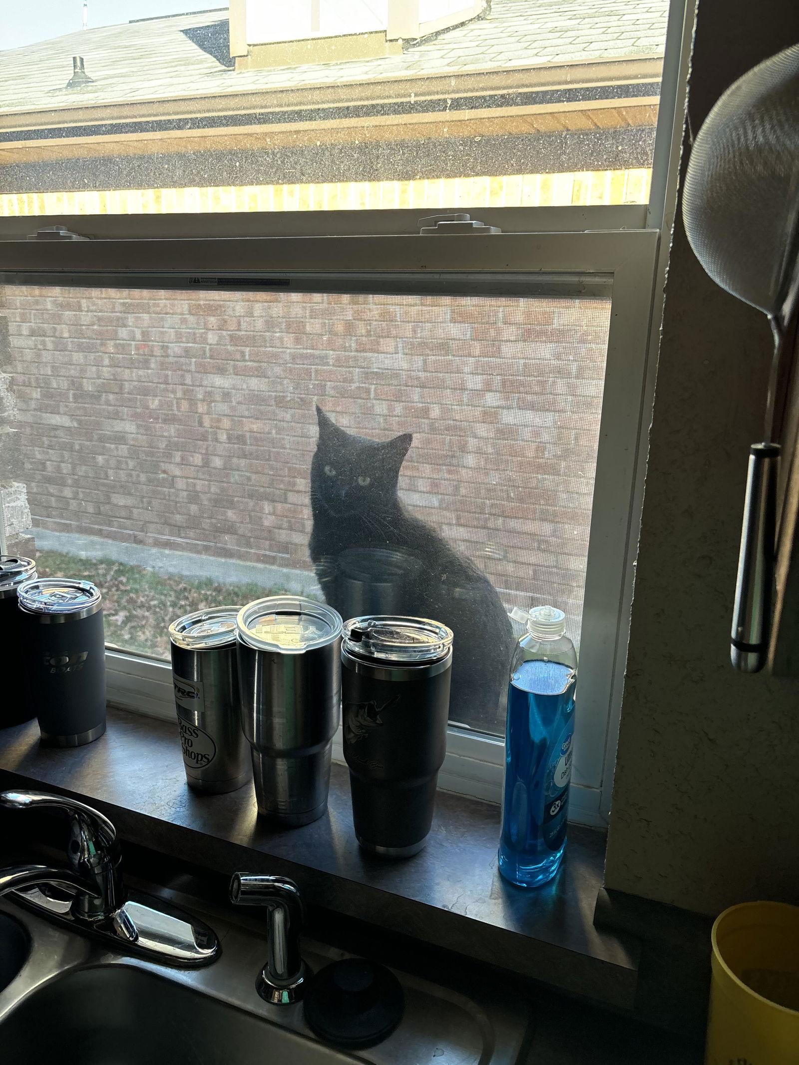 Enlarge Alaina, a Adopted Domestic Short Hair in Prosper, TX image 1/1