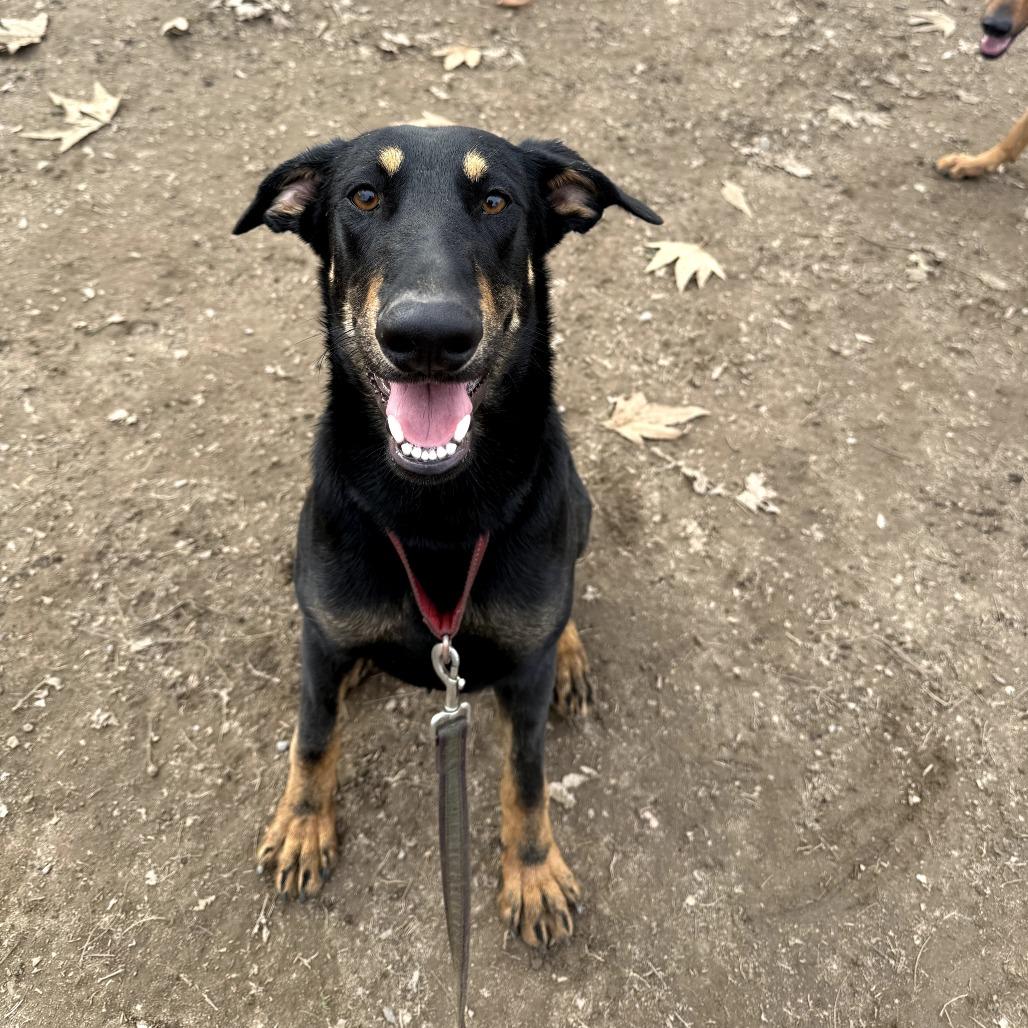 Enlarge Felix, a Adoptable Doberman Pinscher in Fresno, CA image 2/6