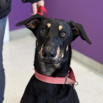 Enlarge Felix, a Adoptable Doberman Pinscher in Fresno, CA image 3/6