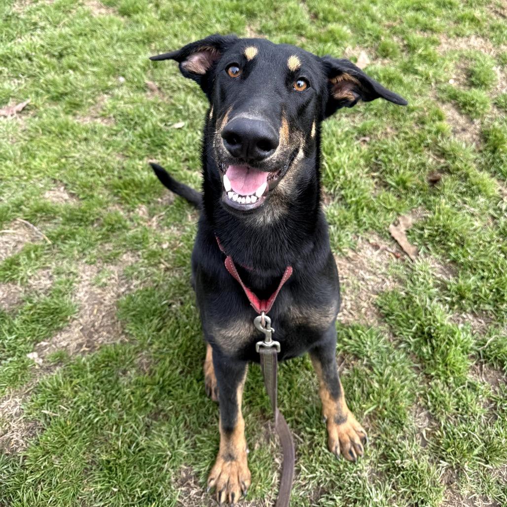 Enlarge Felix, a Adoptable Doberman Pinscher in Fresno, CA image 4/6