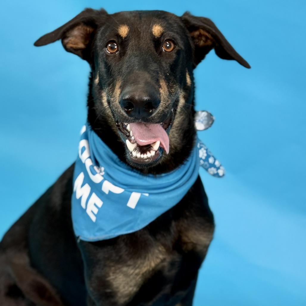 Enlarge Felix, a Adoptable Doberman Pinscher in Fresno, CA image 1/6