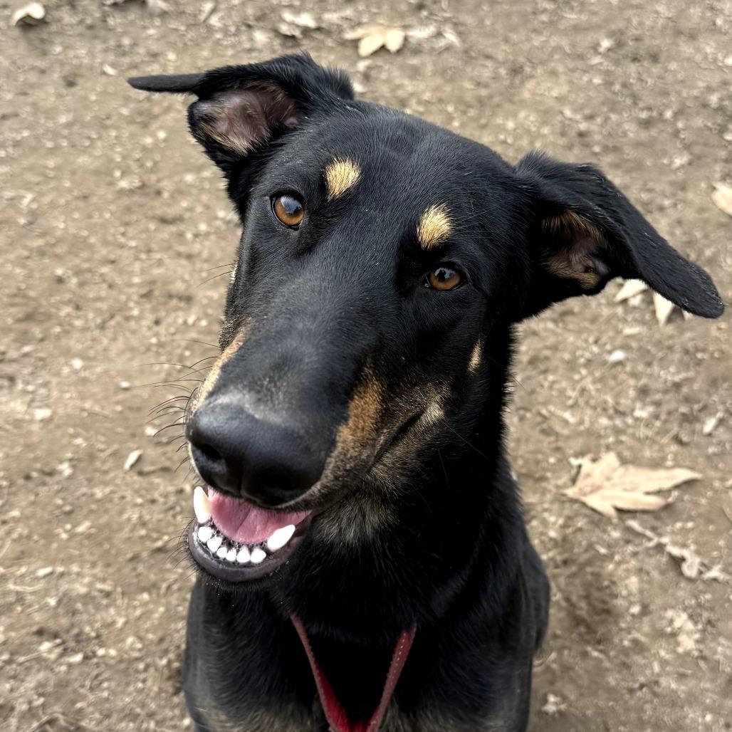 Enlarge Felix, a Adoptable Doberman Pinscher in Fresno, CA image 5/6