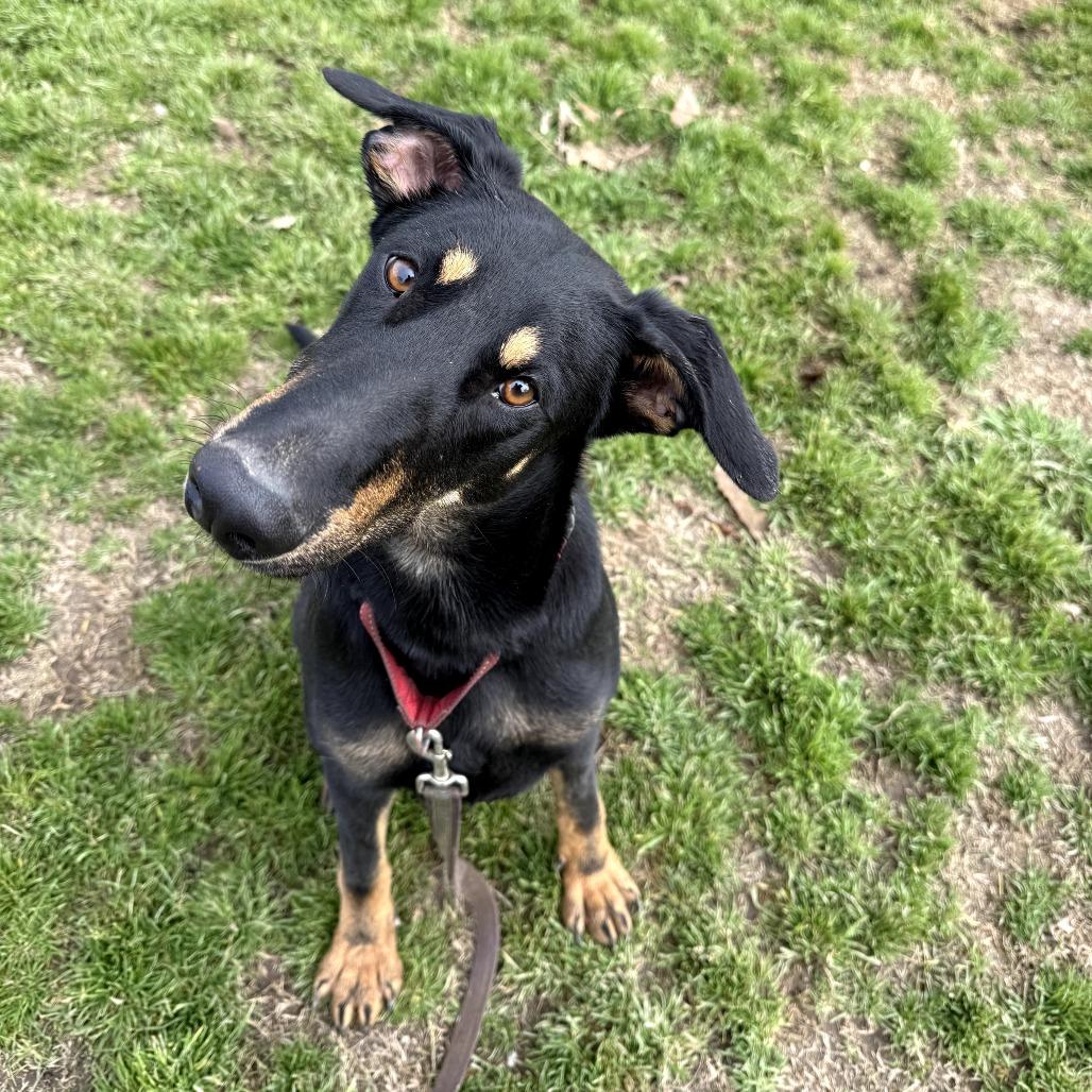 Enlarge Felix, a Adoptable Doberman Pinscher in Fresno, CA image 6/6