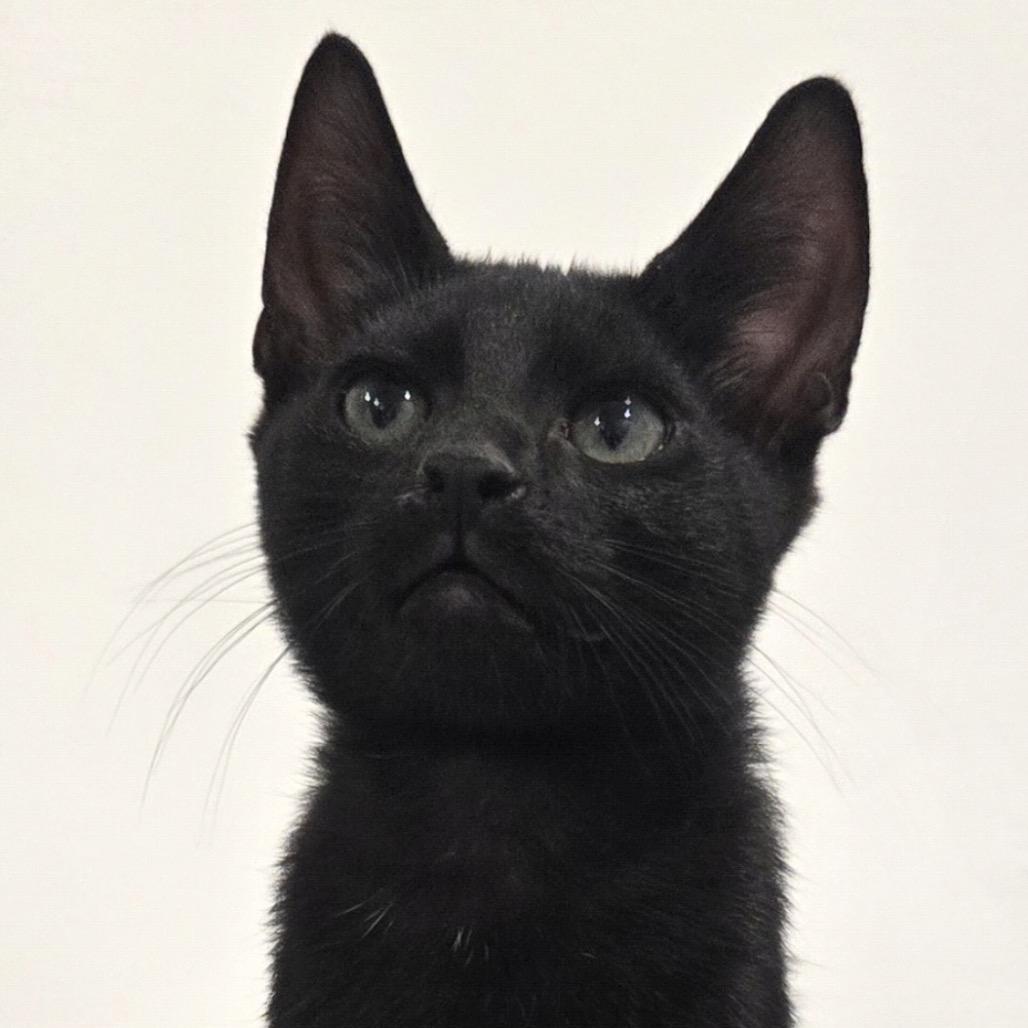Enlarge Pepper, a Adoptable Domestic Short Hair in Mocksville, NC image 1/4