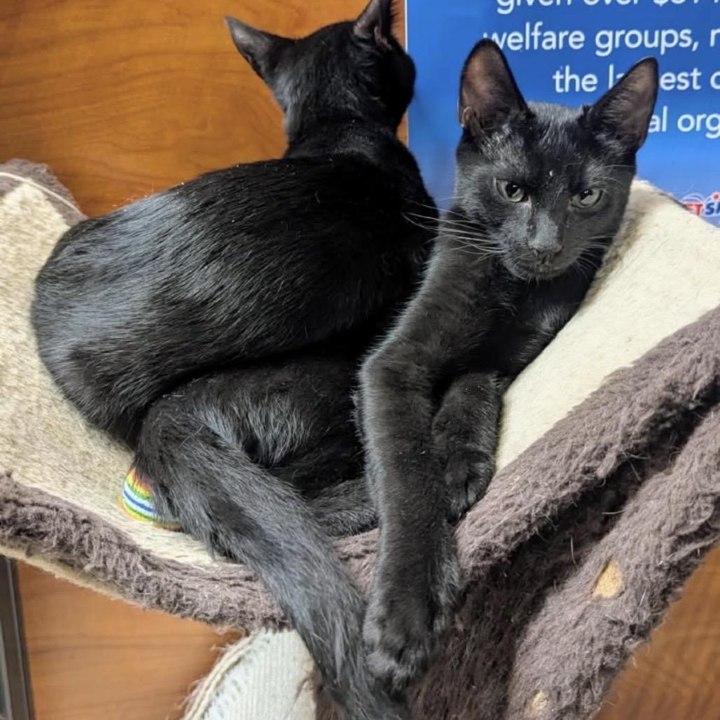Enlarge Pepper, a Adoptable Domestic Short Hair in Mocksville, NC image 2/4