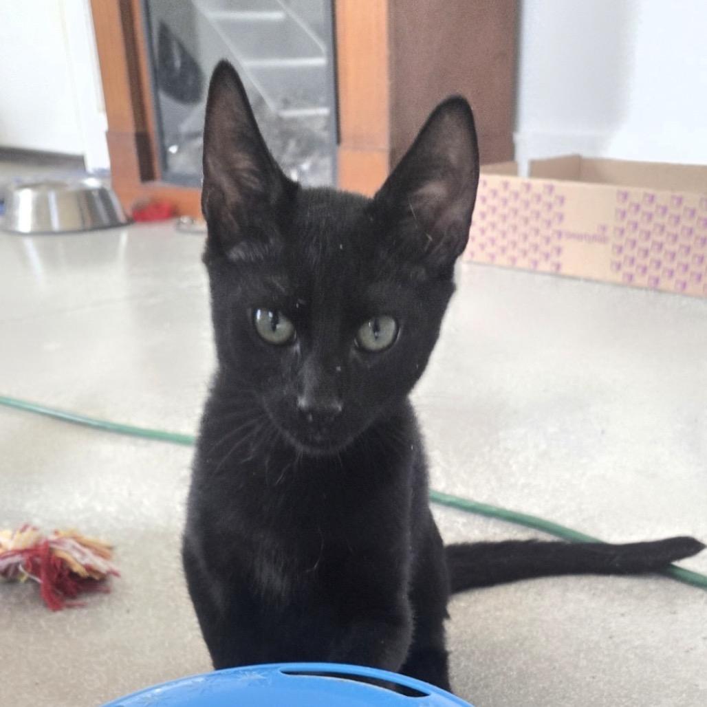 Enlarge Pepper, a Adoptable Domestic Short Hair in Mocksville, NC image 3/4