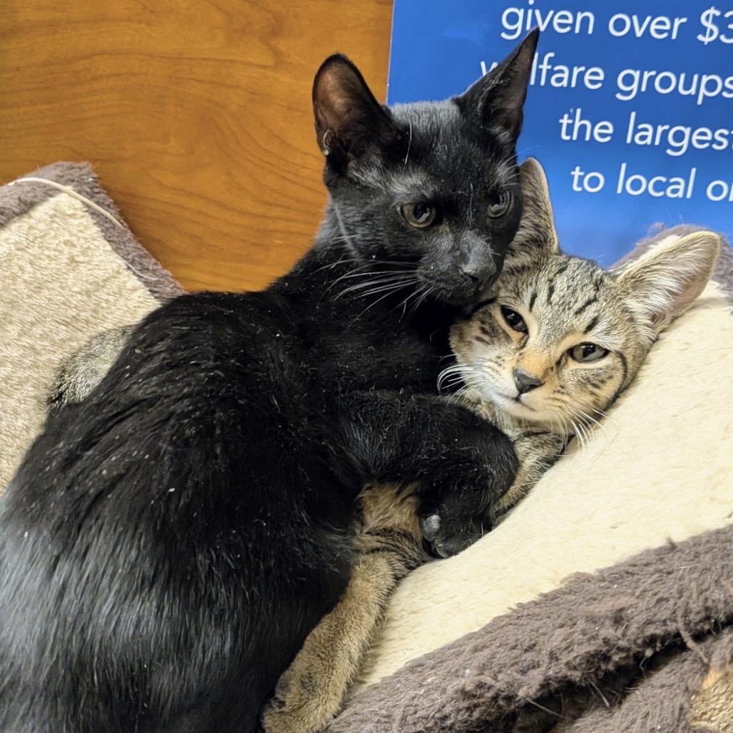 Enlarge Pepper, a Adoptable Domestic Short Hair in Mocksville, NC image 4/4