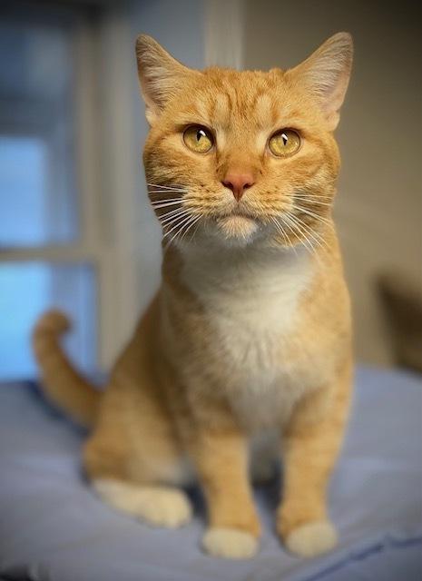 Enlarge Thornberry, a Adoptable Domestic Short Hair in Duxbury, MA image 1/2