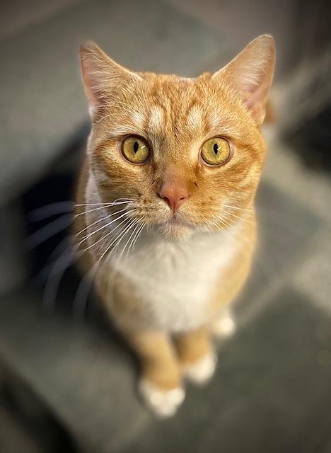 Enlarge Thornberry, a Adoptable Domestic Short Hair in Duxbury, MA image 2/2