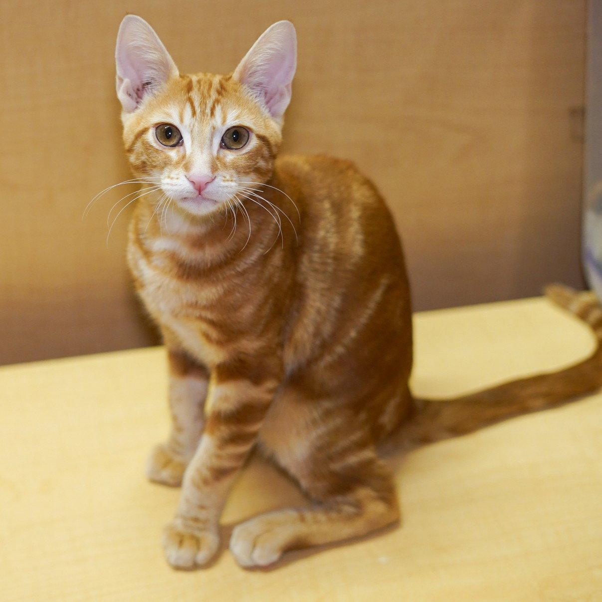 Enlarge Fred, a Adoptable mixed breed in Garland, TX image 2/3