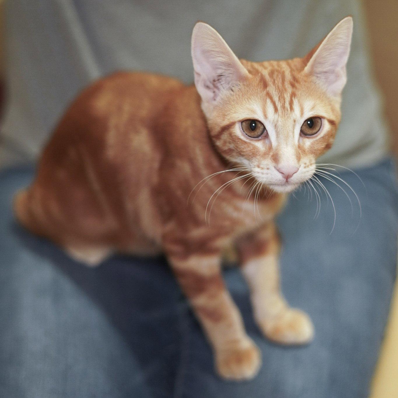 Fred, Adoptable, Kitten Male Tabby & Domestic Short Hair.