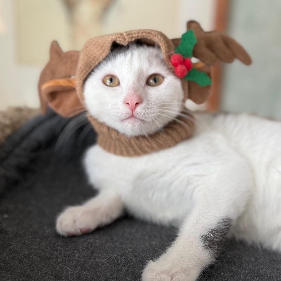 Sky, Adoptable, Kitten Female Domestic Short Hair.