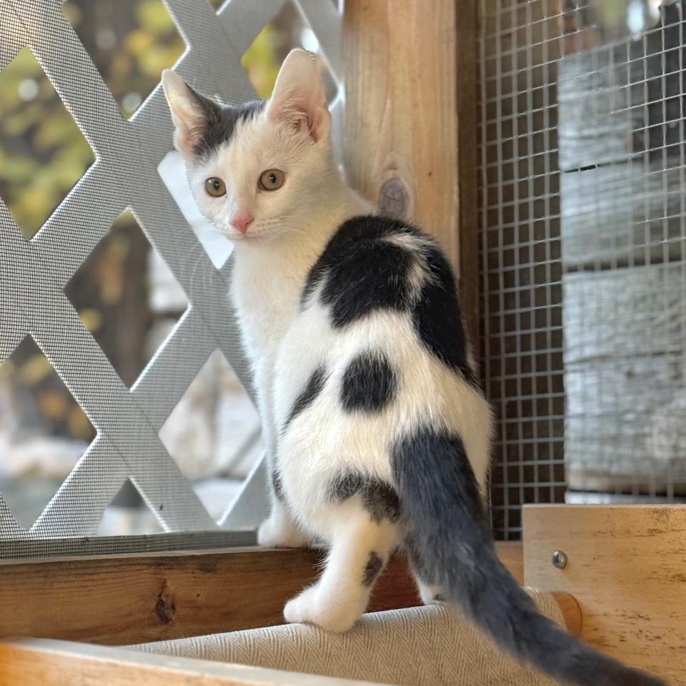 Enlarge Sky, a Adoptable Domestic Short Hair in Minneapolis, MN image 2/4