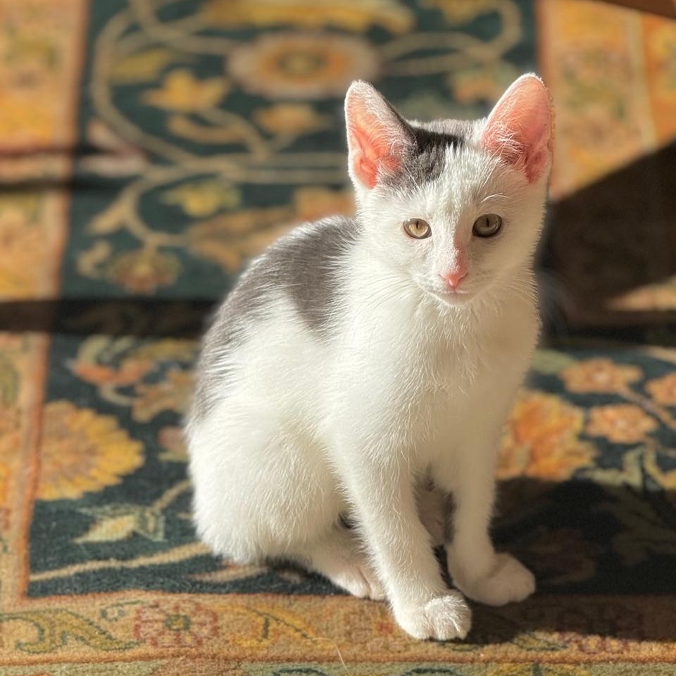 Enlarge Sky, a Adoptable Domestic Short Hair in Minneapolis, MN image 3/4