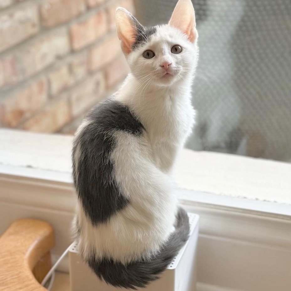 Enlarge Sky, a Adoptable Domestic Short Hair in Minneapolis, MN image 4/4