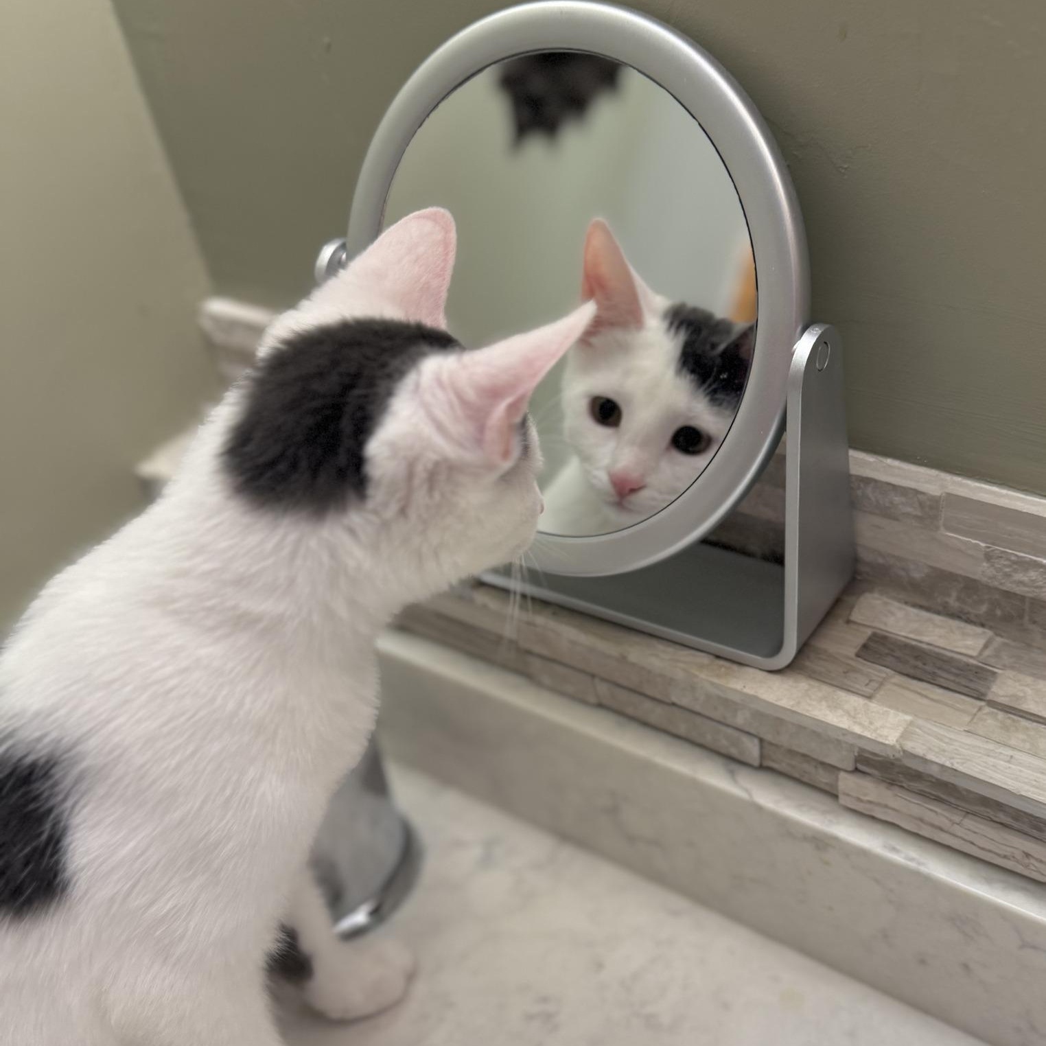 Enlarge Sky, a Adoptable Domestic Short Hair in Minneapolis, MN image 4/4