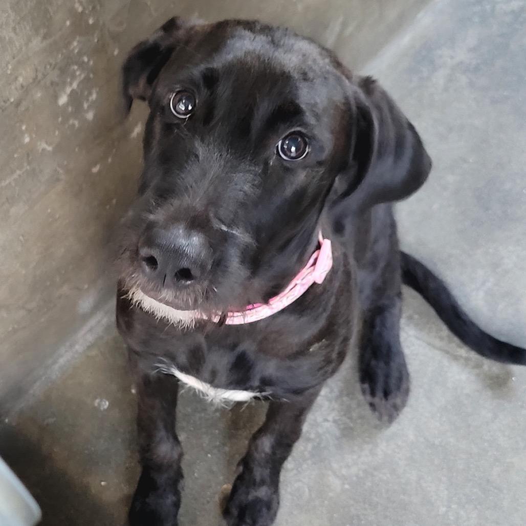 Licorice A2292548, Adoptable, Young Female Black Labrador Retriever.