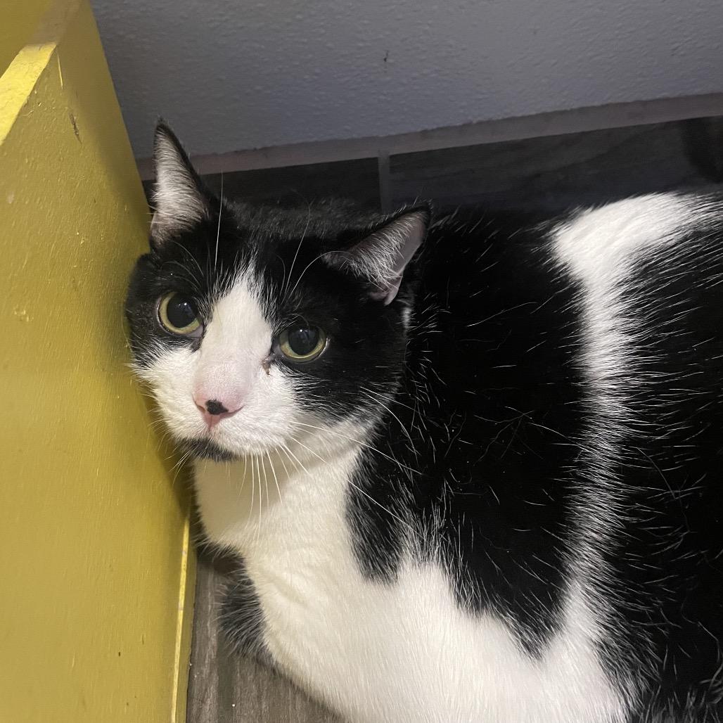 Pryce, Adoptable, Adult Female Domestic Short Hair.