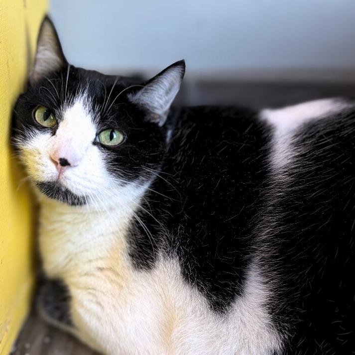 Pryce, a Adoptable mixed breed in West Des Moines, IA image 2/2