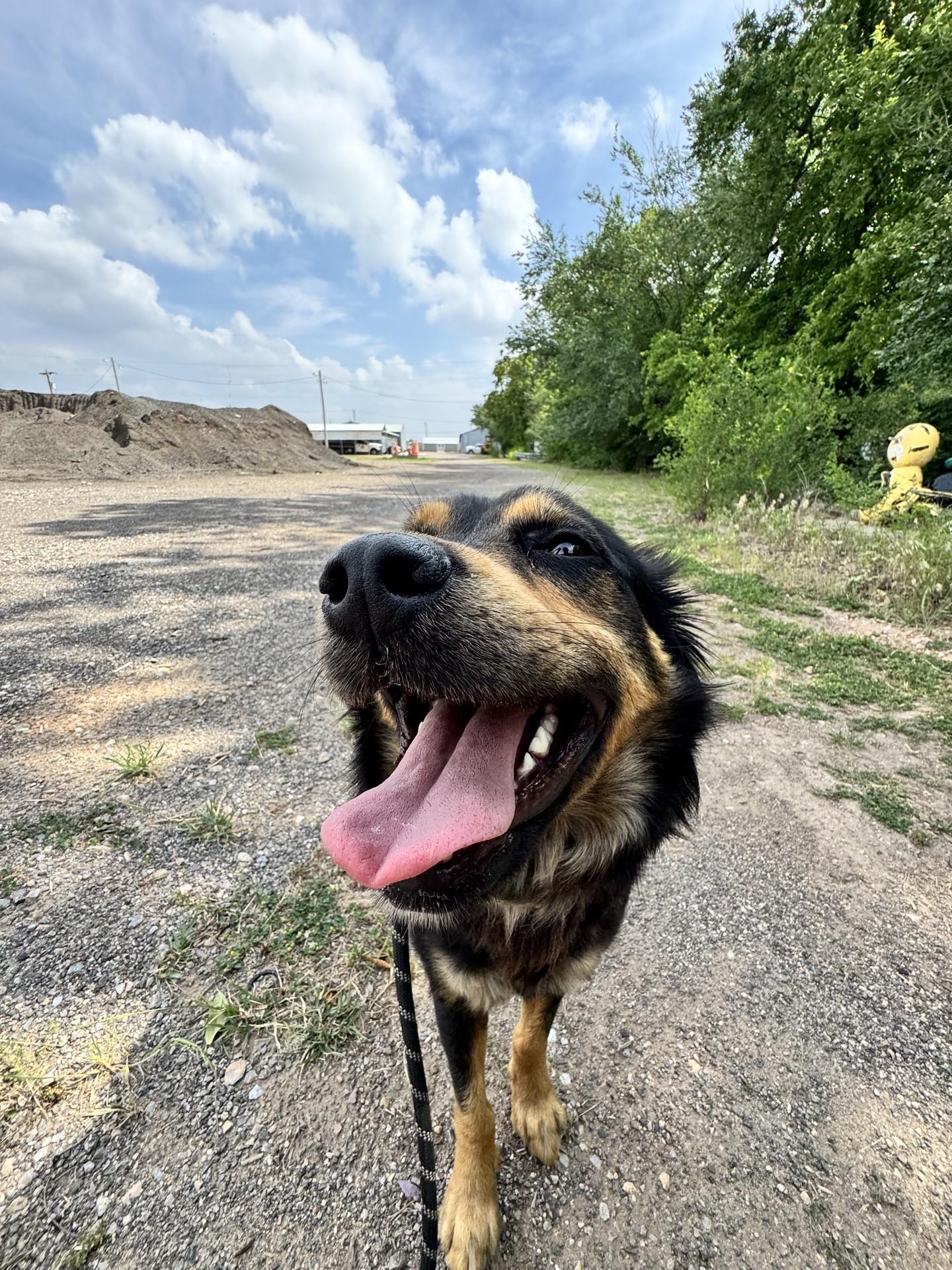 Coco, ADOPTABLE, Adult Female German Shepherd Dog.