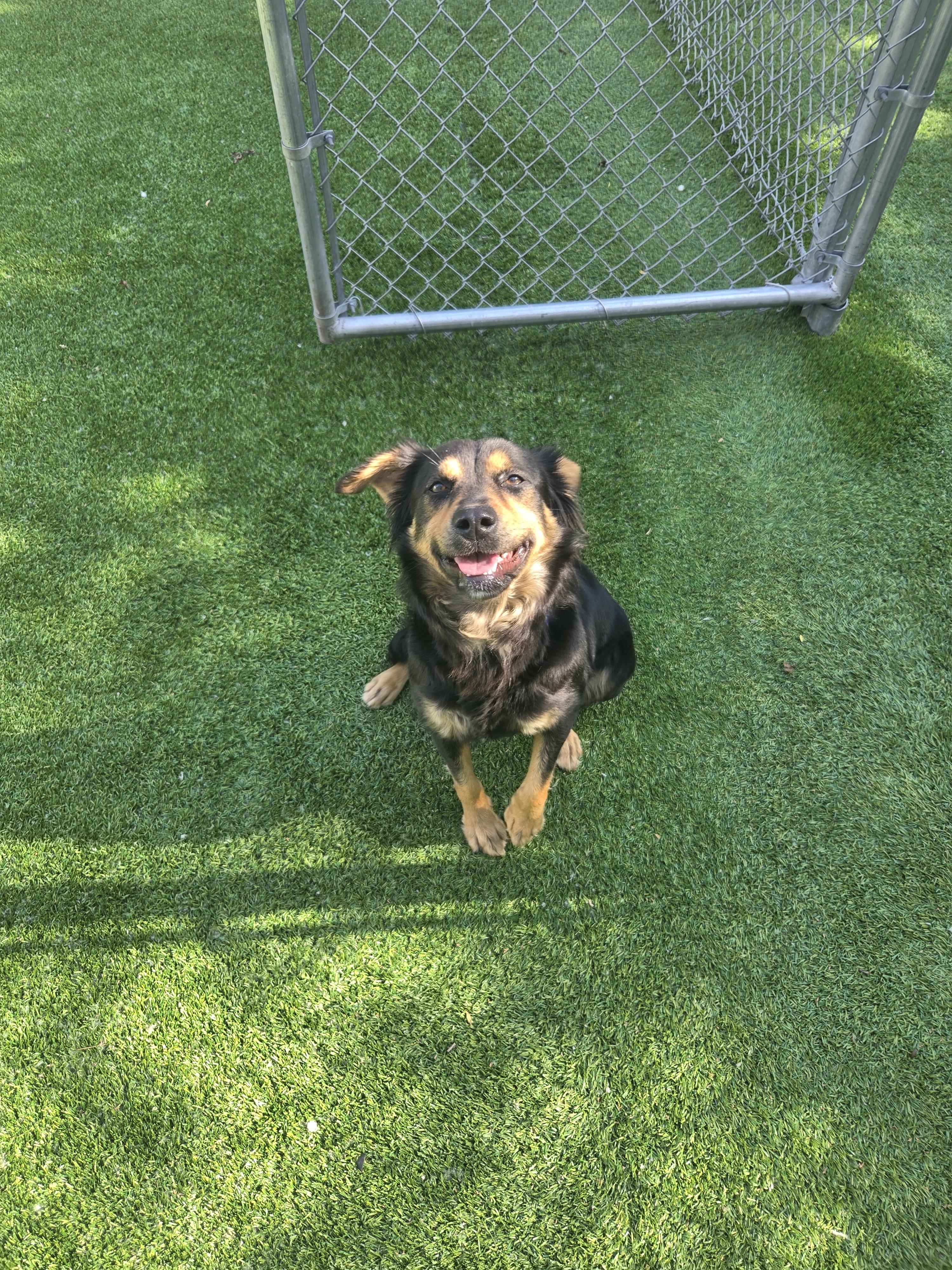 Enlarge Coco, a ADOPTABLE mixed breed in Oklahoma City, OK image 3/4