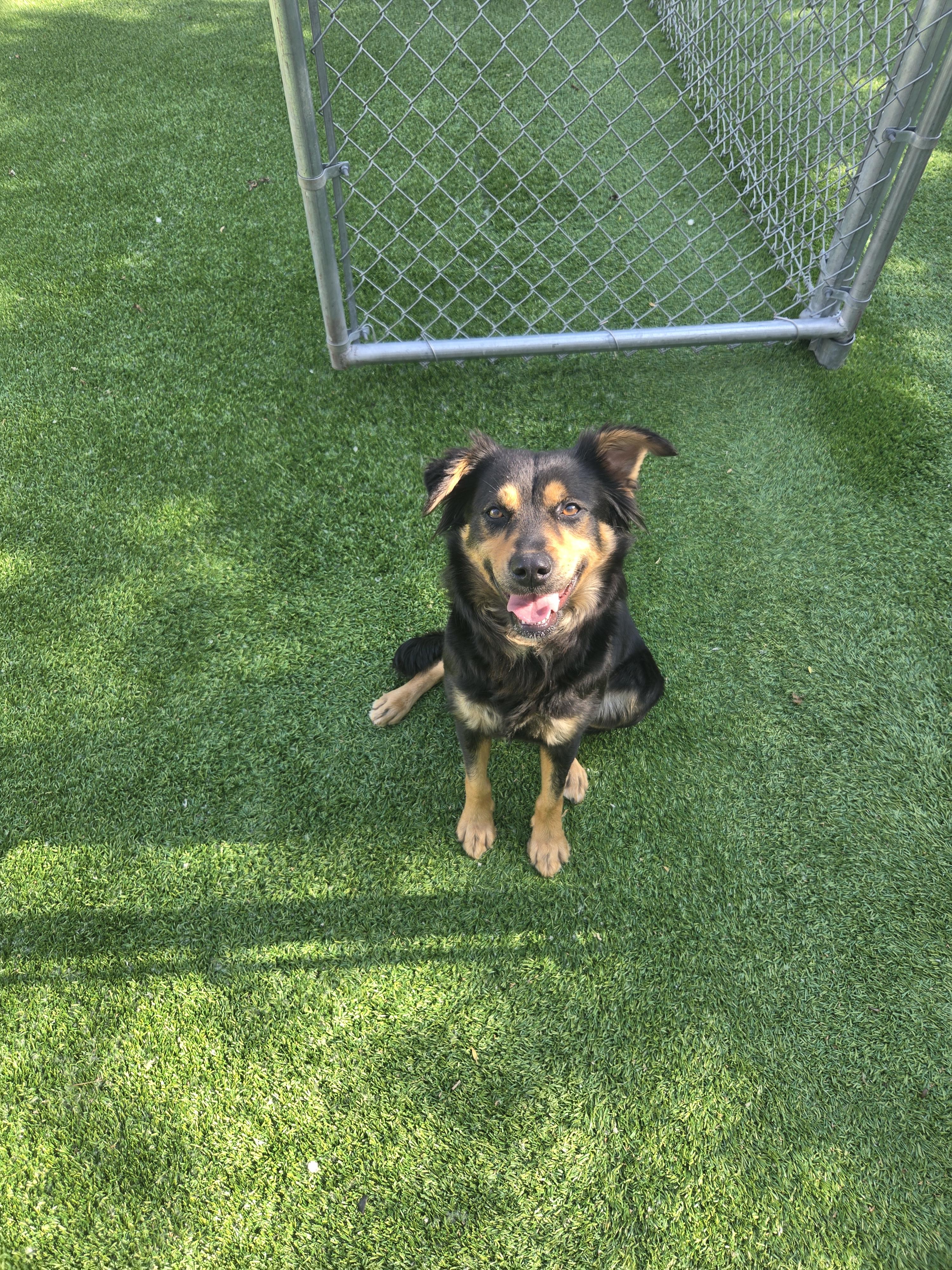 Enlarge Coco, a ADOPTABLE mixed breed in Oklahoma City, OK image 4/4