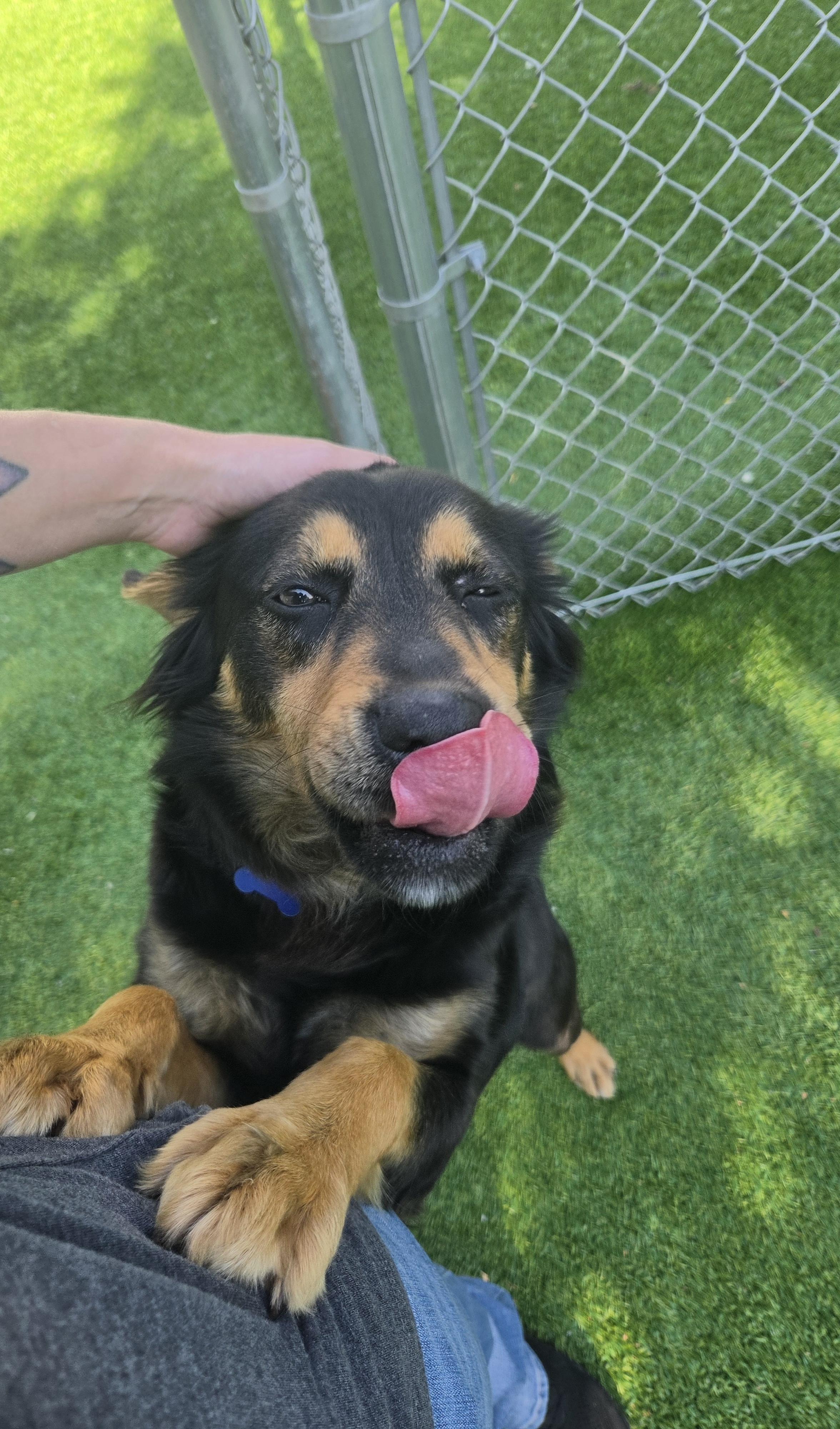 Enlarge Coco, a ADOPTABLE mixed breed in Oklahoma City, OK image 2/4