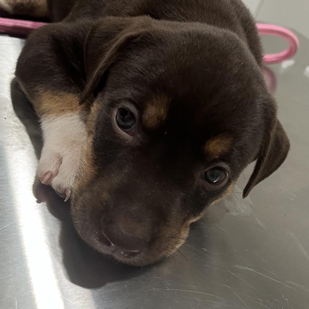 Eddie, Adoptable, Puppy Male Rottweiler & Mixed Breed.