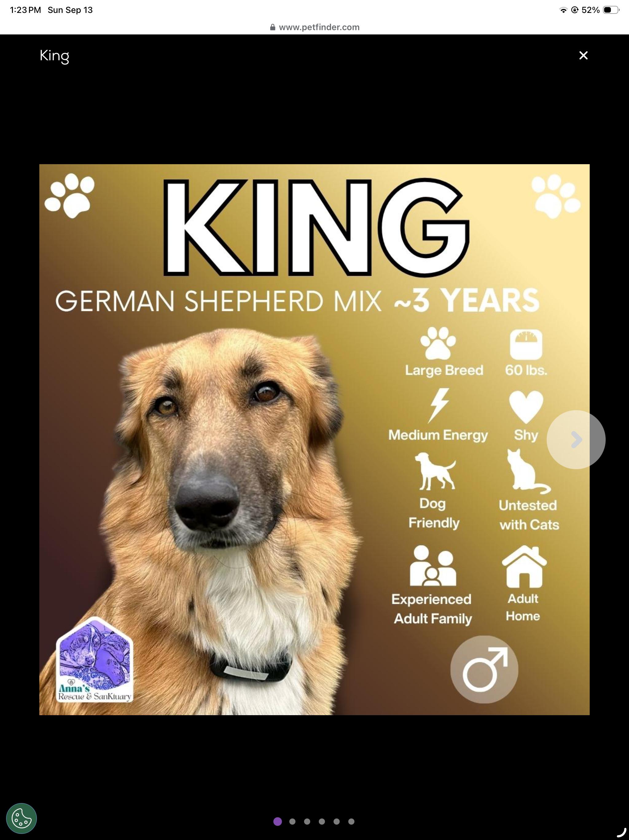 Enlarge KING, a Adoptable mixed breed in Toronto, ON image 1/6
