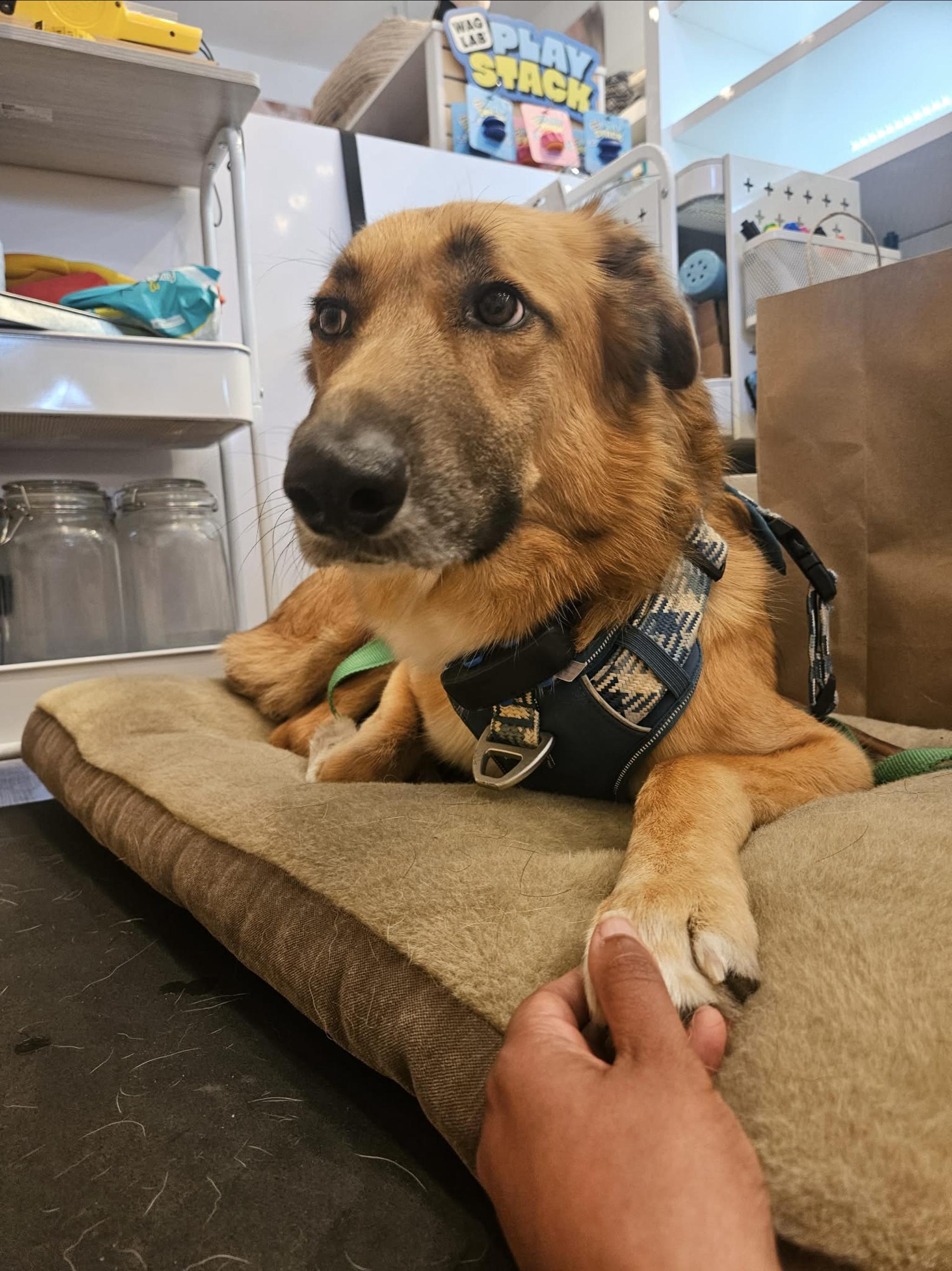 Enlarge KING, a Adoptable mixed breed in Toronto, ON image 6/6