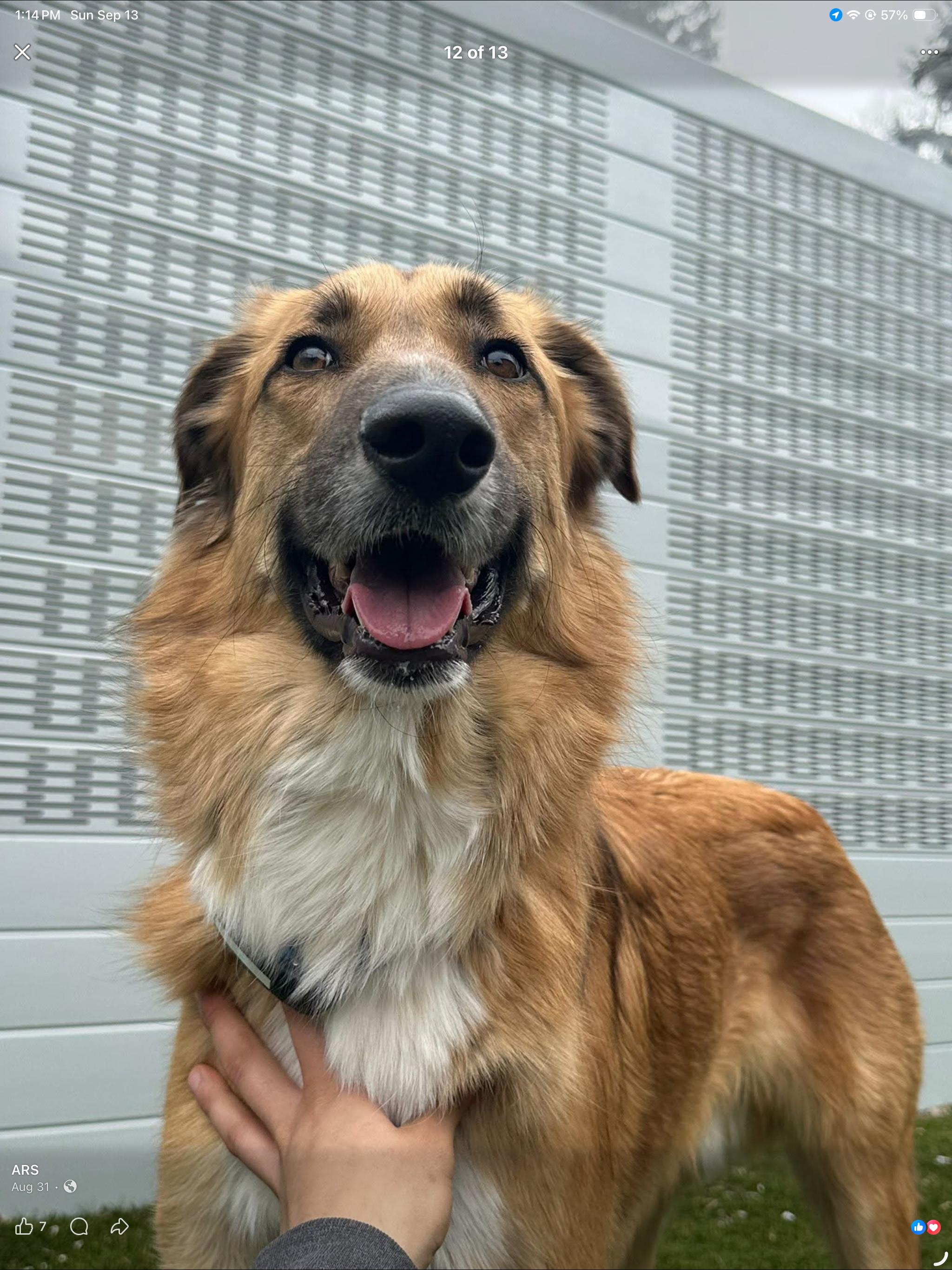 Enlarge KING, a Adoptable mixed breed in Toronto, ON image 2/6