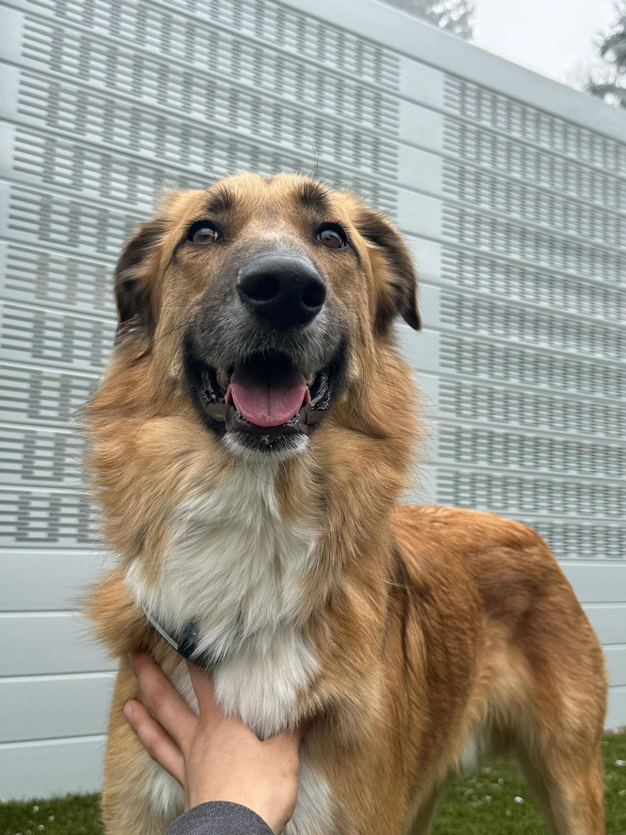 Enlarge KING, a Adoptable mixed breed in Toronto, ON image 4/6